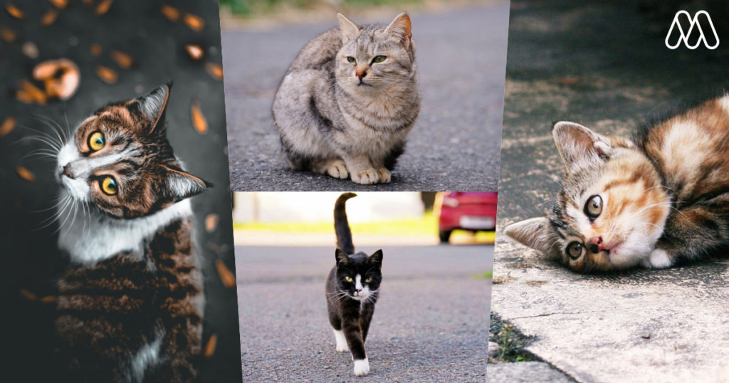 เคล็ดลับง่ายๆ : วิธีถ่ายภาพแมวยอดเยี่ยม ที่หลายคนอาจจะยังไม่รู้!!