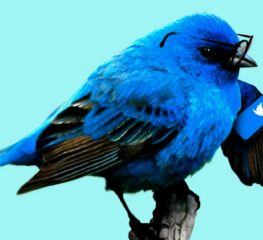 Twitter ขุมทรัพย์แห่งนกสีฟ้า ที่แวดวงธุรกิจต่างพากันแย่งชิงเช็คอิน